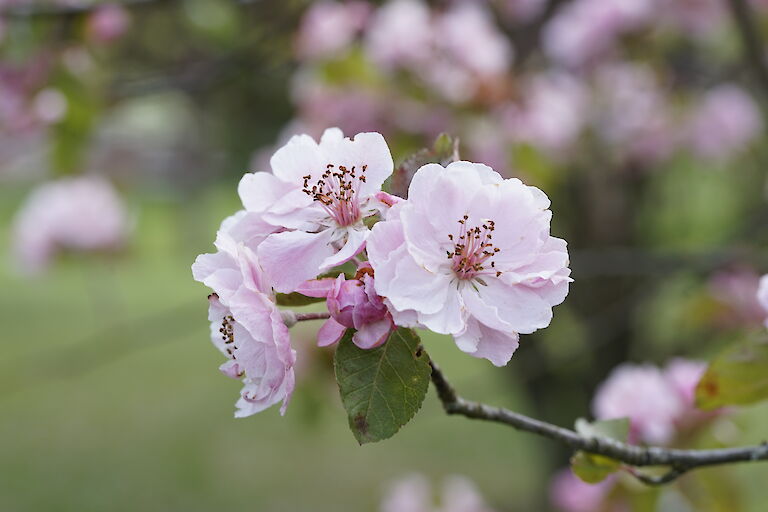 Malus Brandy Magic