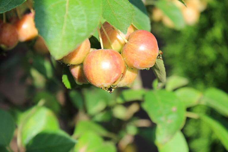 Malus 'Evereste'