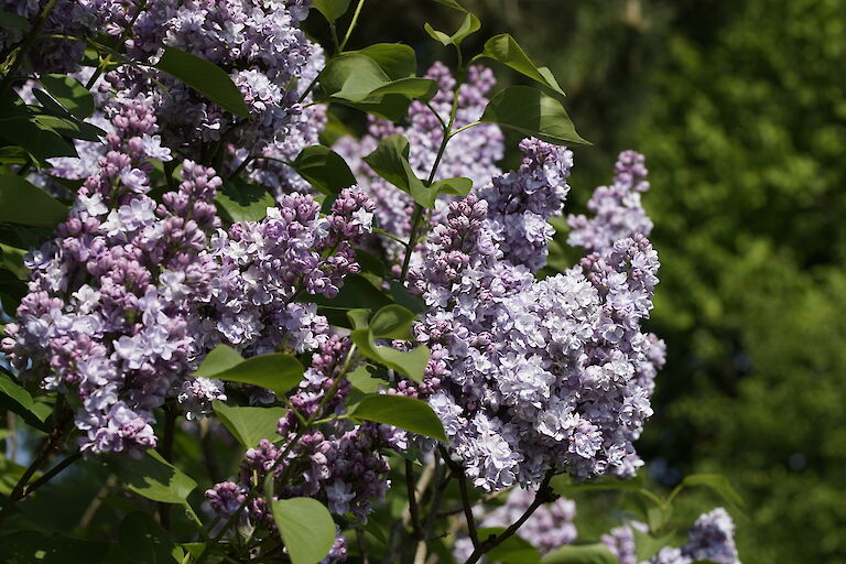 Syringa vulgaris Victor Lemoine