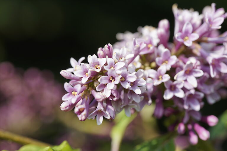 Syringa x prestoniae Nike