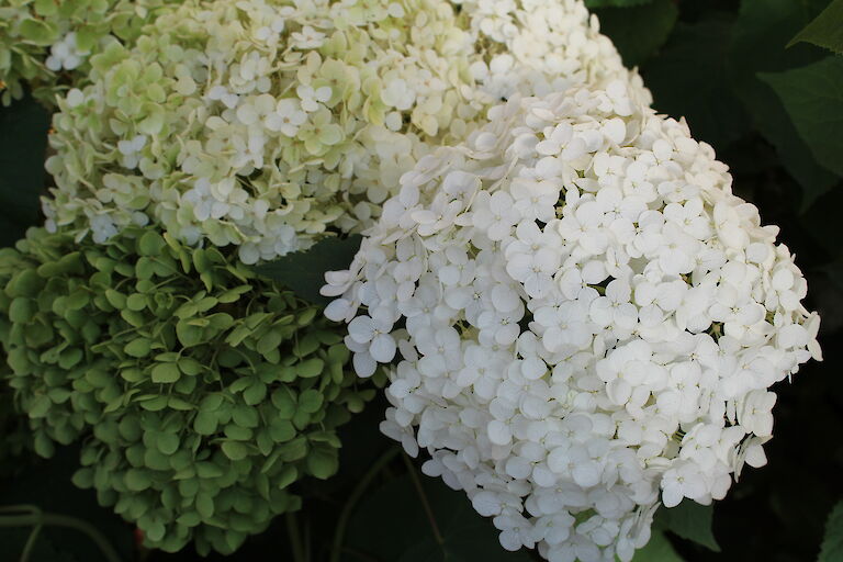 Hydrangea arborescens 'Annabelle'