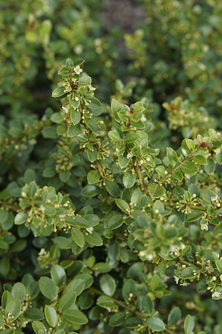 Ilex crenata Shogun