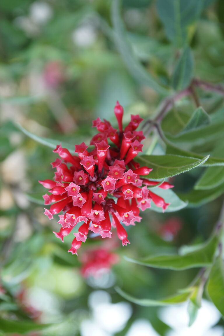 Cestrum elegans