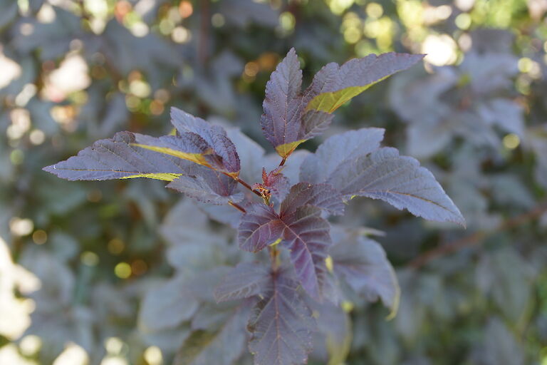 Physocarpus opulifolius 'Diabolo'