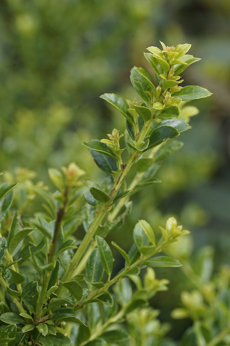 Ilex crenata Goldstaub