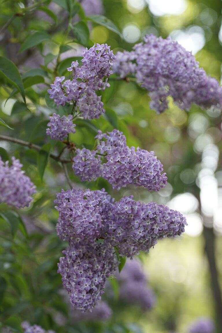 Syringa vulgaris Nana