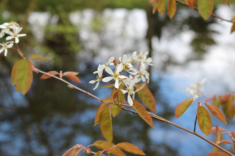 Amelanchier lamarckii