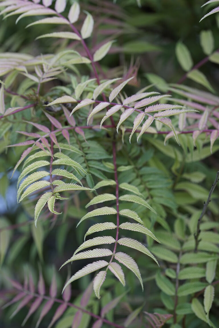 Sorbaria sorbifolia Sem