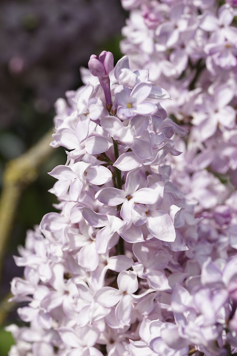 Syringa vulgaris Lillian Lee