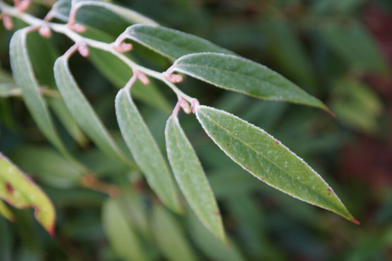 Leucothoe walteri Winter