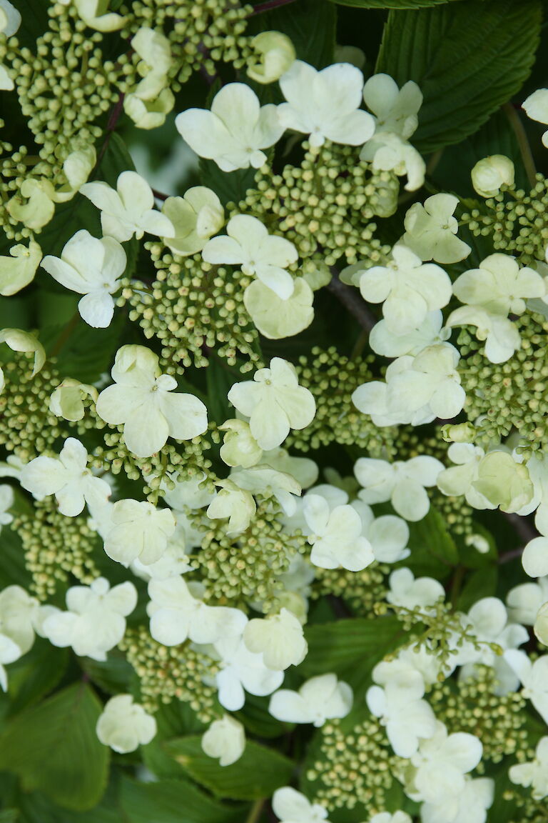 Viburnum plicatum 'Mariesii'