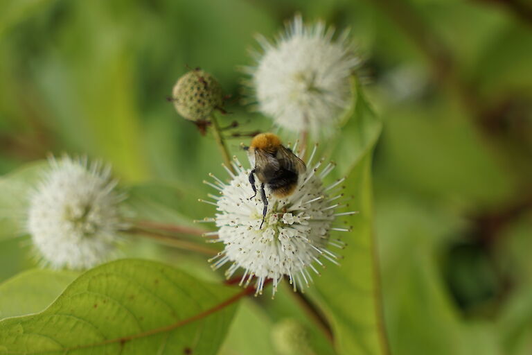 Cephalanthus occidentalis Insekt