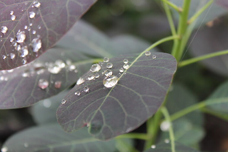 Cotinus coggygria 'Royal Purple'