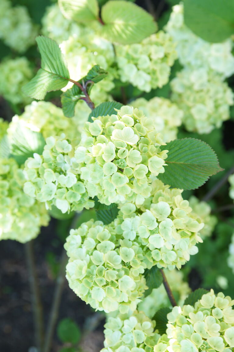 Viburnum plicatum 'Red Robin'