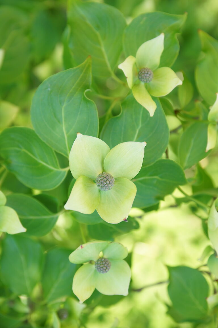 Cornus kousa var. chinensis 'China Girl'