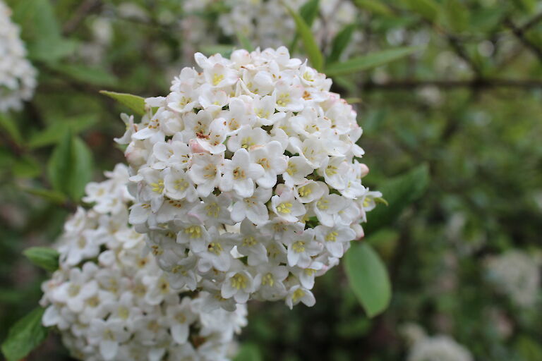 Viburnum Eskimo