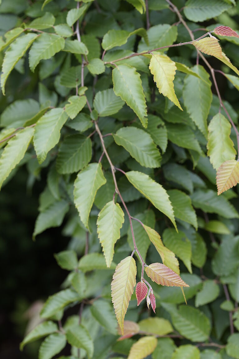 Carpinus henryana