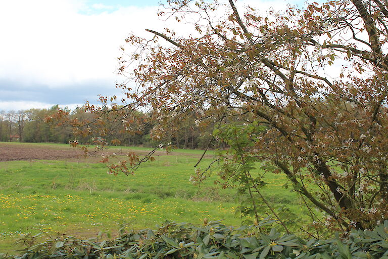 Amelanchier lamarckii