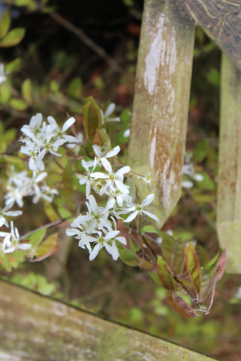 Amelanchier lamarckii