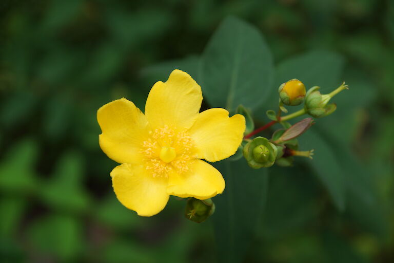 Hypericum 'Hidcote'