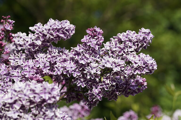 Syringa vulgaris Sensation