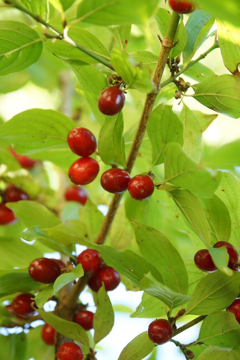 Cornus mas