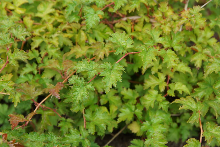 Stephanandra incisa 'Crispa'