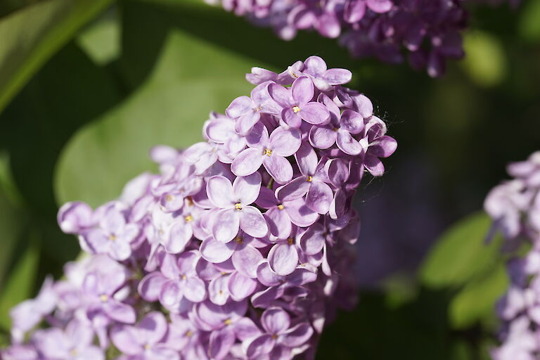 Syringa vulgaris Jugendtraum