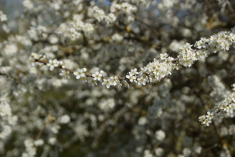  Prunus spinosa