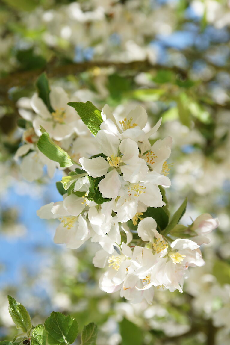 Malus 'Roter Eiserapfel'