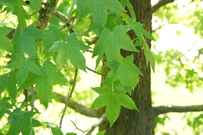 Liquidambar styraciflua