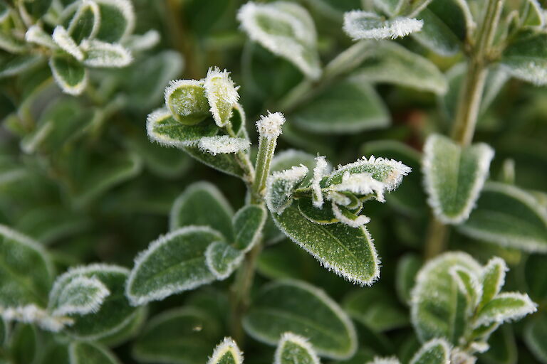 Buxus sempervirens arborescens Winter