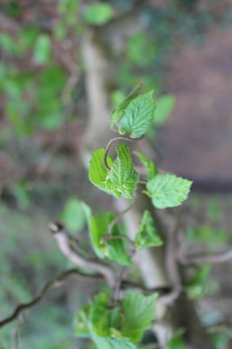 Corylus contorta avellana