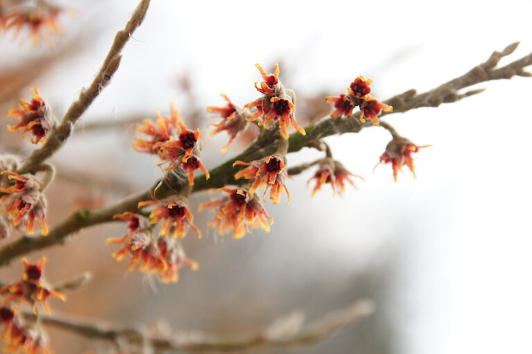 Hamamelis vernalis 'Quasimodo'