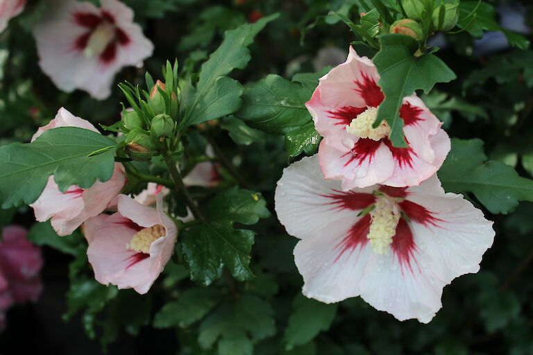 Hibiscus syriacus 'Hamabo'