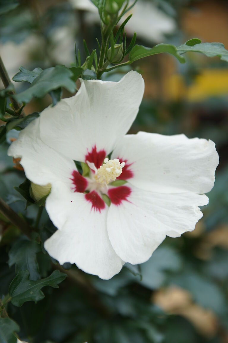 Hibiscus syriacus 'Red Heart'