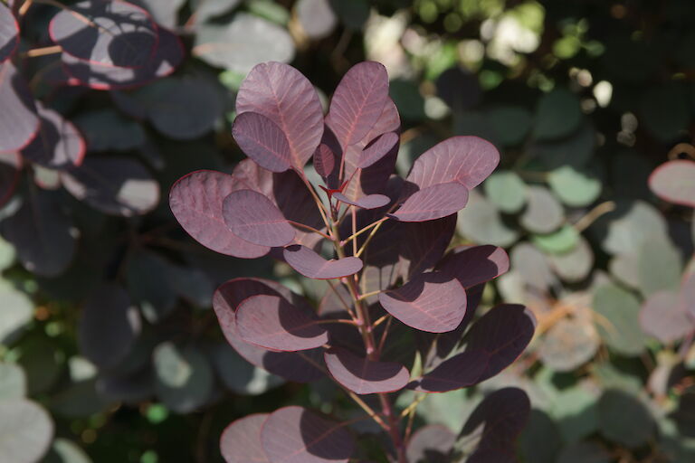 Cotinus coggygria 'Royal Purple'