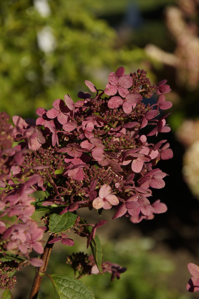 Hydrangea paniculata 'Wim's Red'