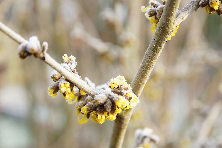 Hamamelis Winter