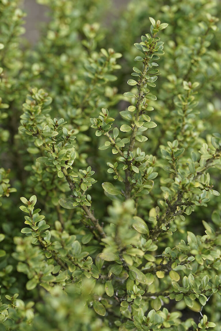 Ilex crenata Glorie Dwarf