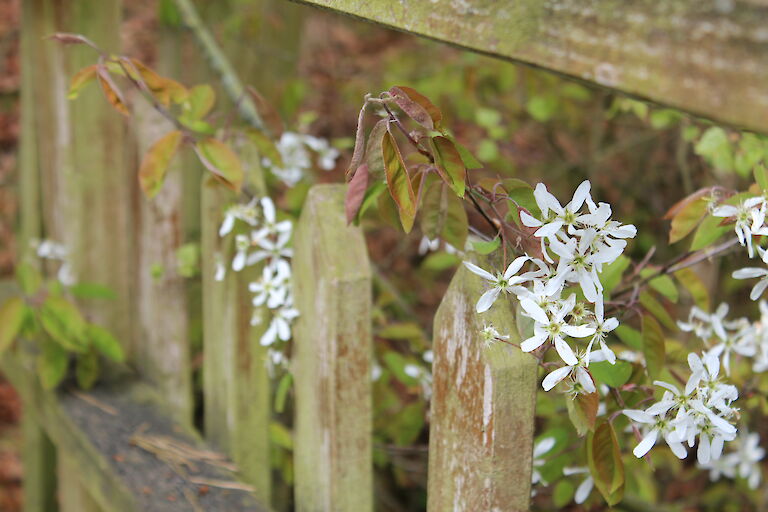 Amelanchier lamarckii