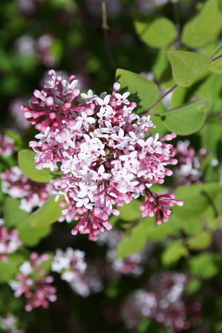 Syringa microphylla 'Superba'