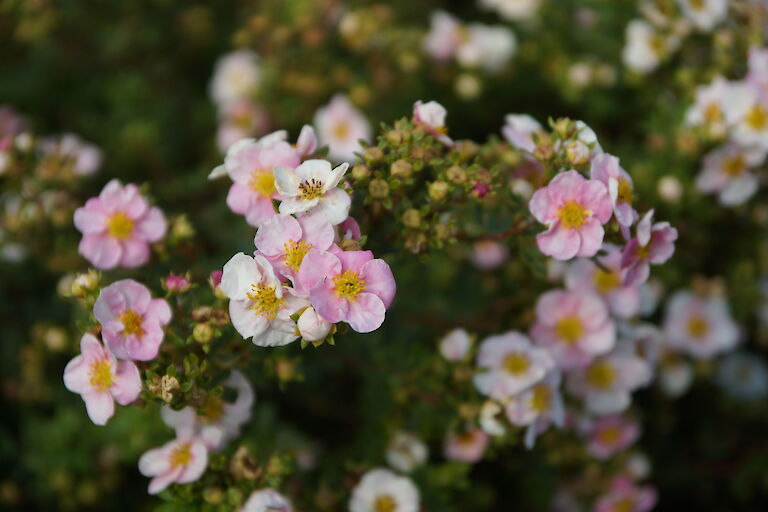 Potentilla 'Princess'