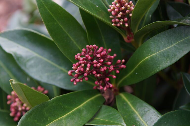 Skimmia japonica