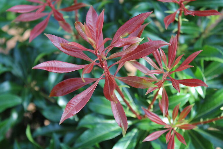 Pieris japonica