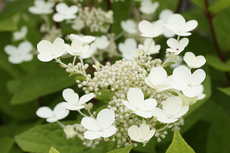 Hydrangea paniculata Early Sensation