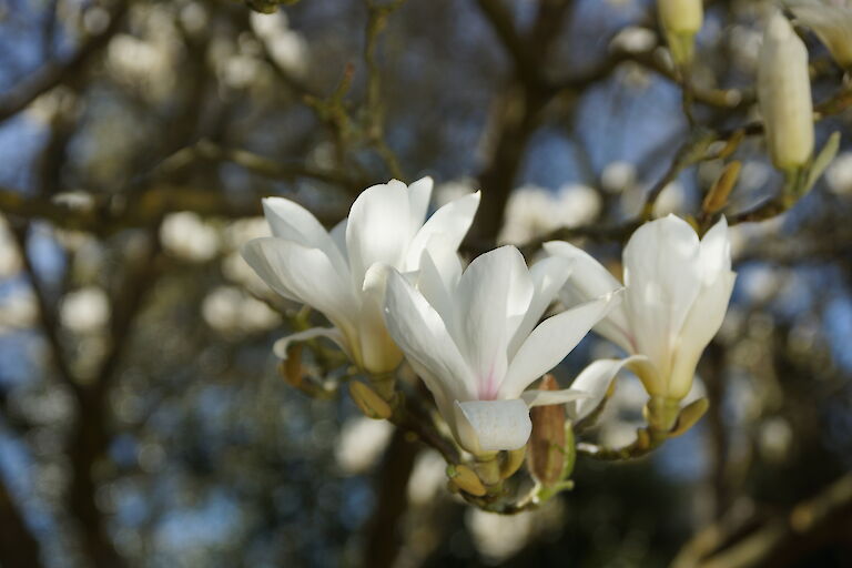 Magnolia soulangeana 'Lennei Alba'