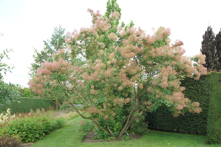 Cotinus coggygria