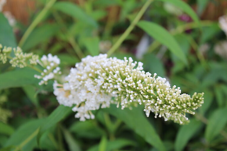 Buddleja davidii 'Reve de Papillon' White