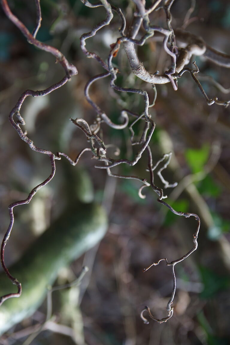 Corylus avellana 'Contorta' Winter